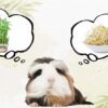 もやしと豆苗の事を考えるモルモットの画像