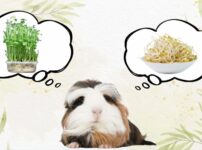 もやしと豆苗の事を考えるモルモットの画像
