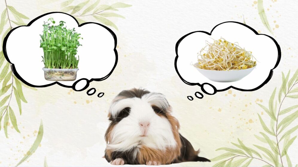 もやしと豆苗の事を考えるモルモットの画像