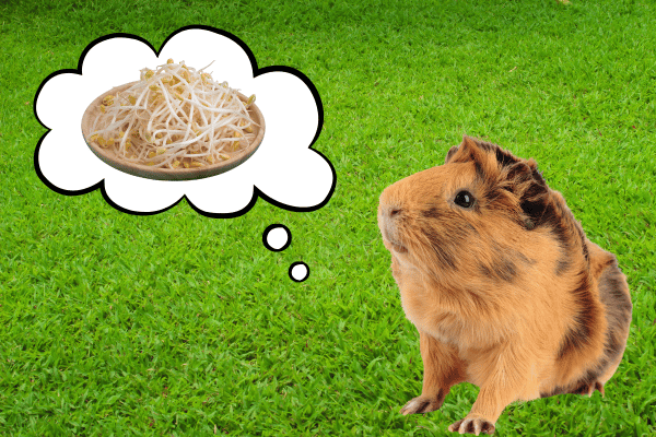 もやしのことを考えるモルモットの画像
