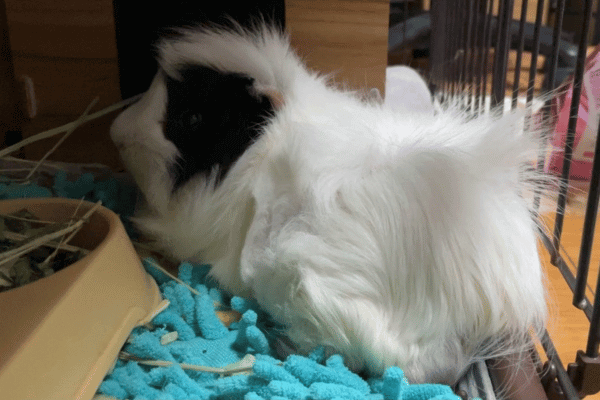 モルモットがマイクロファイバーバスマットの上にいる