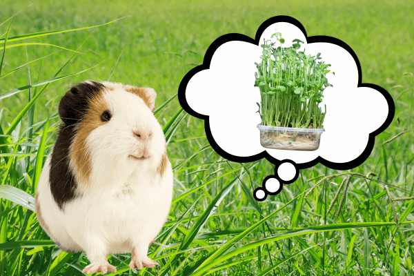 豆苗の事を考えるモルモットの画像
