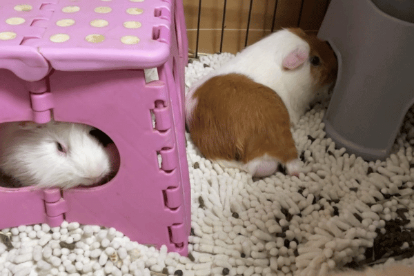 モルモットがマイクロファイバーバスマットの上でリラックスしている