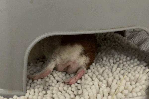 モルモットがマイクロファイバーバスマットで休んでいる