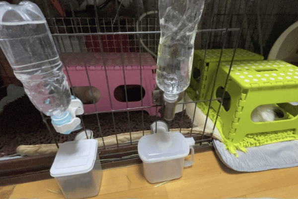 モルモットがマイクロファイバーバスマットで休んでいる