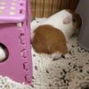 モルモット-マイクロファイバーバスマット-リラックス-休憩