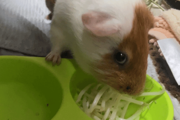 もやしのニオイを確認するモルモットのしゅんたくん