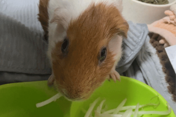 もやしを食べるモルモットのしゅんたくん 