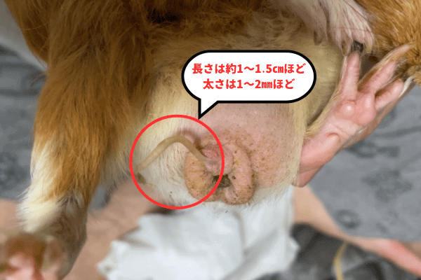 オスのモルモットのおしりに膣栓が付いている画像