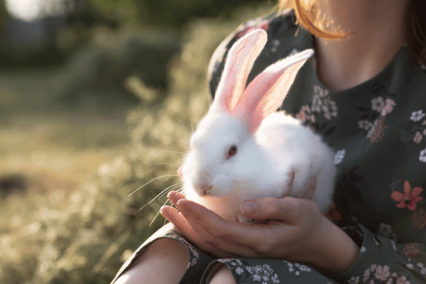 うさぎを抱っこされている