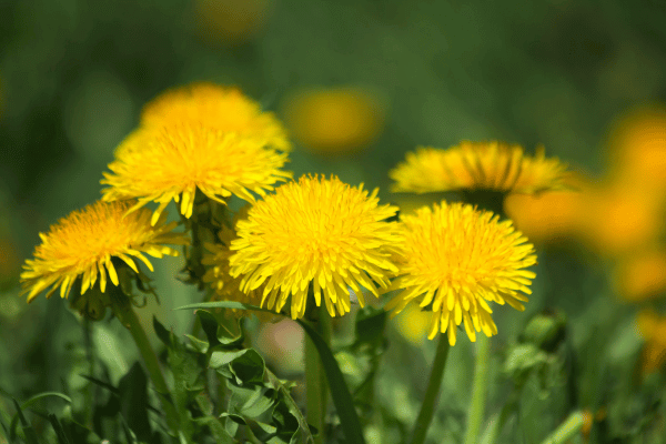 たんぽぽの写真