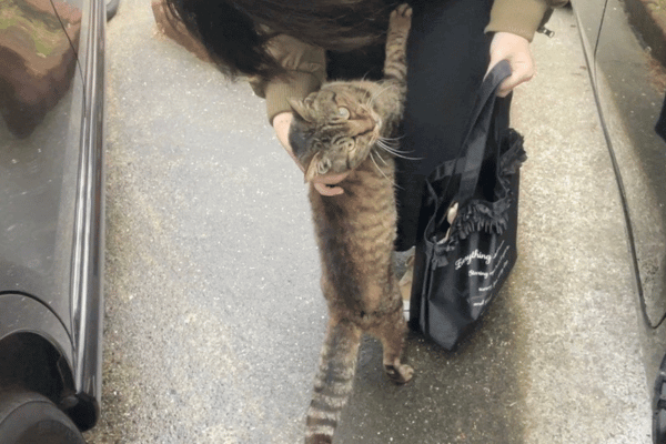 脚にしがみつく猫