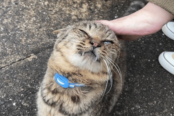 頭を撫でられて喜ぶ猫