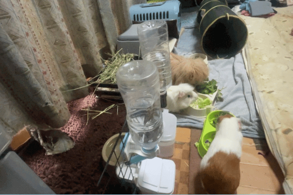 掃除後のおやつタイムのモルモットとうさぎ。