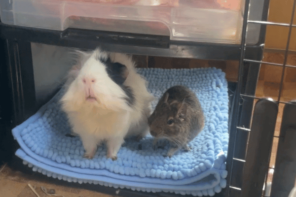 部屋んぽ中のデグー。モルモットのひよりくんが大好きらしい。