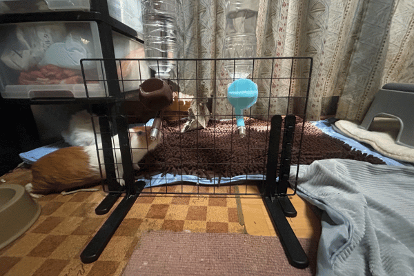 水飲みは100均のワイヤーネットで作成している。