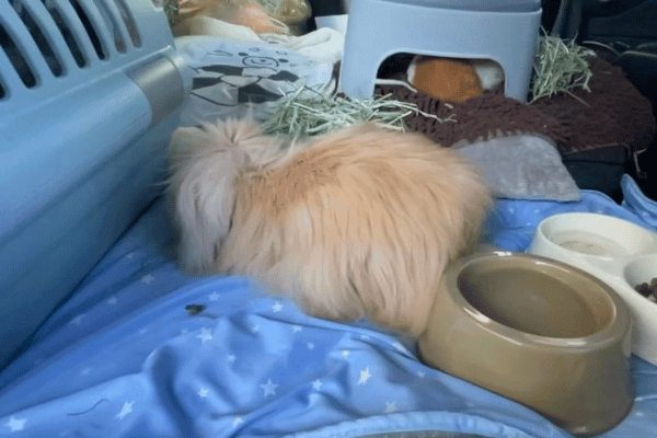 車内をフラットにし、うさぎを放した状態。少し緊張しているが暑さは対策できている。