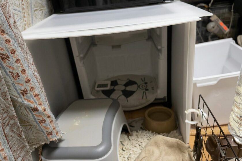 プラダンで作った即席クーラーの内部で涼むうさぎ